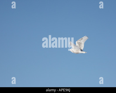 Civetta delle nevi in volo Foto Stock