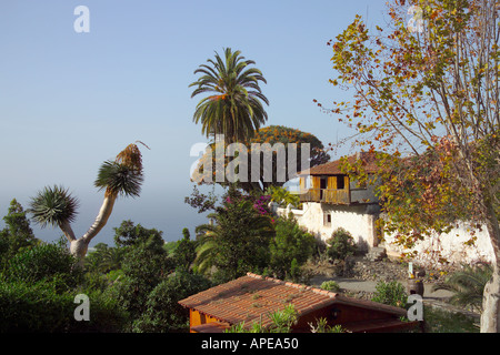 Spagna Isole Canarie Tenerife Icod de los Vinos Parque del Drago Dragon Tree Foto Stock