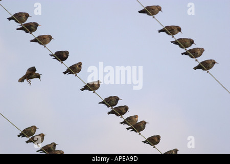 Per gli storni appollaiato sul filo Foto Stock