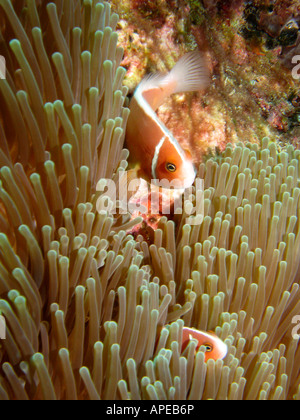 Pink Anemonefish Amphiprion perideraion in Anemone Agincourt Reef della Grande Barriera Corallina del Queensland del Nord Australia Foto Stock