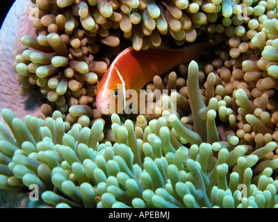 Pink Anemonefish Amphiprion perideraion in Anemone Agincourt Reef della Grande Barriera Corallina del Queensland del Nord Australia Foto Stock