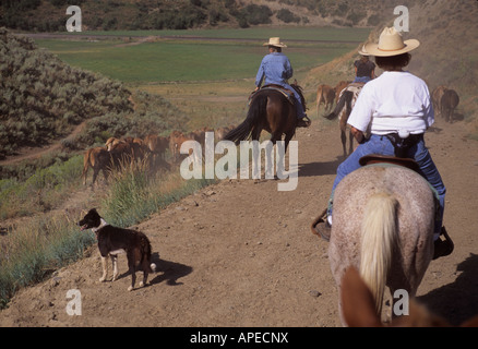 Un cowboy e amici allevamento bovini sul suo ranch. Foto Stock