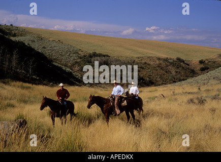 Un cowboy e amici allevamento bovini sul suo ranch. Foto Stock