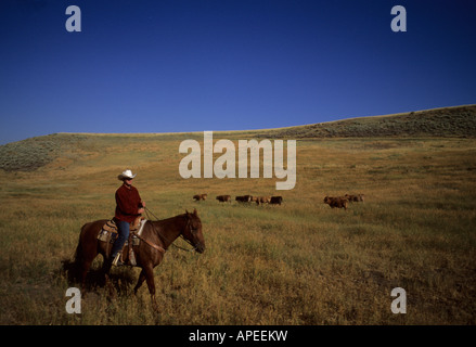 Un cowboy mandrie di bestiame in un ranch. Foto Stock