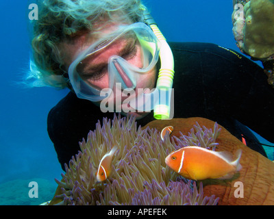 Apneista e Rosa Anemonefish Amphiprion perideraion in Anemone Agincourt Reef della Grande Barriera Corallina del Queensland del Nord Australia Foto Stock