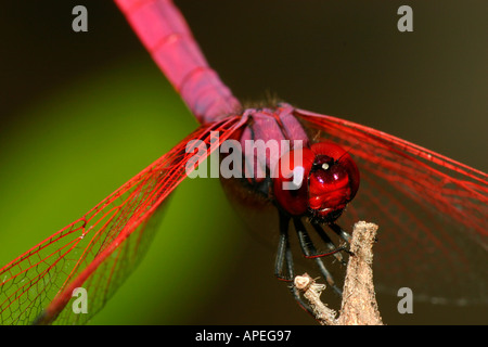 Una chiusura di libellula appoggiata sui rami. Foto Stock