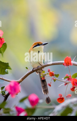 Russet crowned Motmot Momotus mexicanus Sayulita Nayarit Messico 18 gennaio Adulti Momotidae Foto Stock