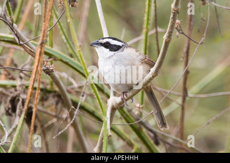 Stripe headed Sparrow Aimophila ruficauda Sayulita Nayarit Mexico 19 January Adult Emberizidae Foto Stock