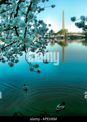 Il Monumento a Washington visto da lontano, Washington DC Foto Stock