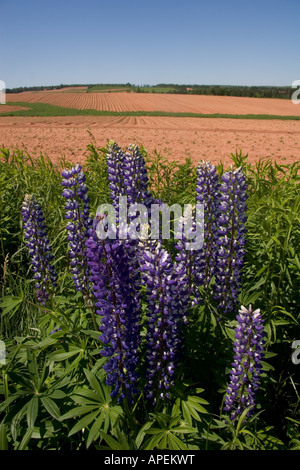 Il rosso sporco dell'isola mostra in un campo di agricoltori. Foto Stock