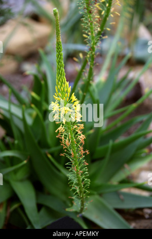 Gatti gialli coda aka Bulbinella rossa, Bulbinella latifolia var latifolia, Asphodelaceae Foto Stock