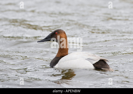 Alaska canvasback maschi di anatra potter marsh vicino a Anchorage Aythya valisineria Foto Stock