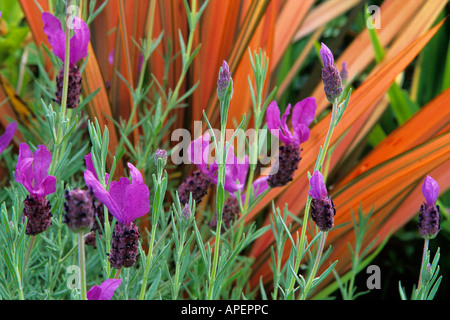 Lavanda e Phormium Foto Stock