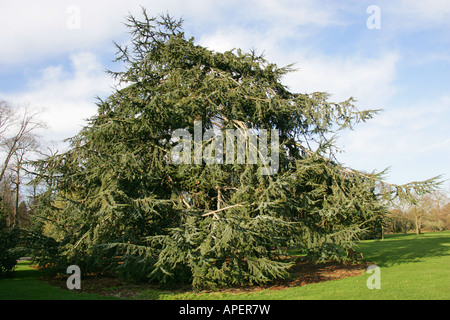 Atlas Cedar Cedrus atlantica Foto Stock