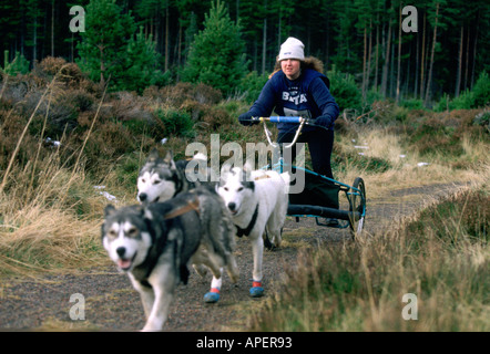 Husky dog racing nel bosco, Scozia Foto Stock