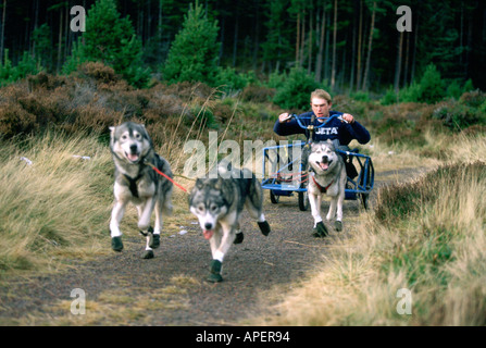 Husky dog racing nel bosco, Scozia Foto Stock