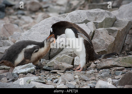 Adulto pinguino Gentoo alimentare neonata pulcino, de Cuverville Island, Antartide Foto Stock