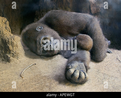 Madre di gorilla, dormire, con i contenuti e la felice espressione, sul terreno abbracciando baby gorilla con contesto roccioso. Foto Stock