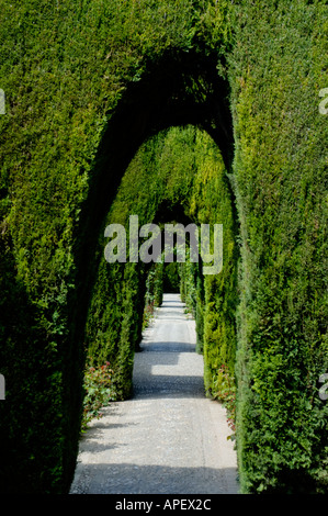 Spagna andalusia granada alhambra palace i giardini di Generalife viale di cipressi alberi Foto Stock