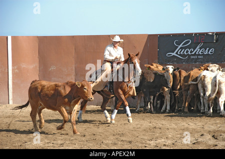 Cowboy di uomini e donne a cavallo di taglio con i bovini la concorrenza sul ranch in arena Foto Stock