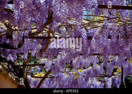 Spagna andalusia granada Alhambra Palace è fiorita la glicina wisteria floribunda nei giardini Generalife Foto Stock