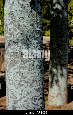 Spagna andalusia granada alhambra palace scritti sul tronco di albero in giardini Generalife Foto Stock