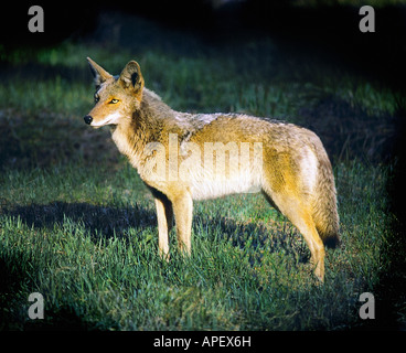 Coyote adulto, figura intera, il lato verticale, con una calda luce di posizione, sull'erba verde, sfondo scuro. (Presi in Yosemite Valley, Cal.) Foto Stock