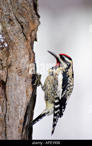 A becco giallo Sapsucker alla ricerca di cibo su albero morto Floyd County Indiana Foto Stock