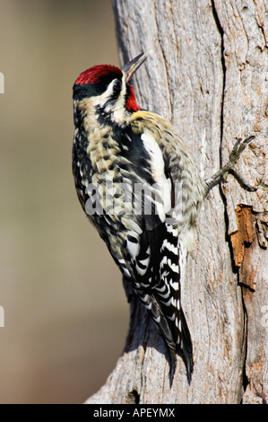 A becco giallo Sapsucker alla ricerca di cibo su albero morto Floyd County Indiana Foto Stock