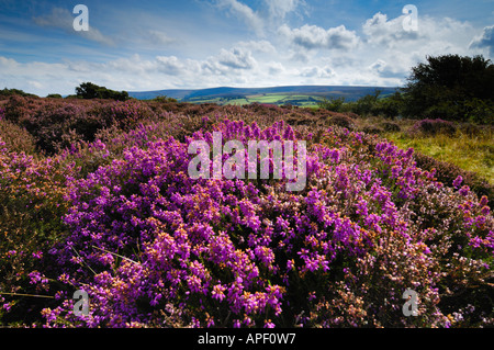 Heather in fiore a inizio autunno sul Parco Nazionale di Exmoor vicino a Porlock nel Somerset in Inghilterra. I terreni agricoli e Dunkery Hill si trovano nella distanza. Foto Stock