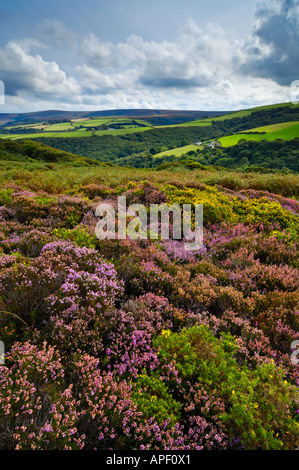 Bell Heather in fiore a inizio autunno sul Parco Nazionale di Exmoor vicino con Dunkery Beacon oltre. Porlock, Somerset, Inghilterra. Foto Stock