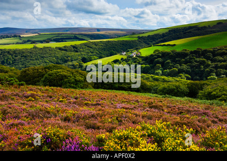 Bell erica e ginestre in fiore a inizio autunno sul Parco Nazionale di Exmoor vicino con Dunkery Beacon oltre. Porlock, Somerset, Inghilterra. Foto Stock