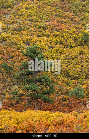 Lone albero sempreverde evidenziata contro il colore di autunno sul lato montagna Uncompahgre Foresta Nazionale di Ouray County Colorado Foto Stock