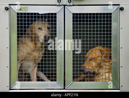 Giallo Labrador Retriever e Golden Retriever in canile vicino a Aviemore Scozia Scotland Foto Stock