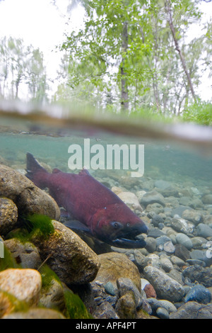 Alaska salmone King campbell creek Chugach Mountains Foto Stock