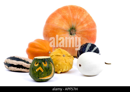 Campo di midollo ornamentali di zucca zucca di Halloween zucca cucurbita pepo Reuzen Gele und Cucurbita pepo convar microcarpina Foto Stock