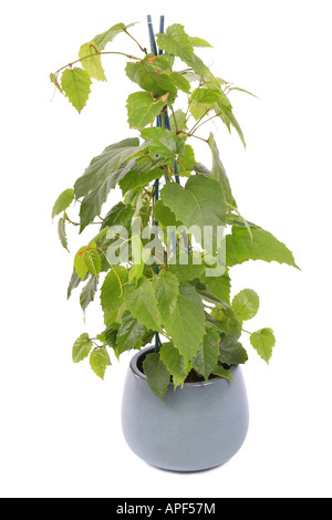 Kangaroo vine Cissus antarctica pianta in vaso Foto Stock