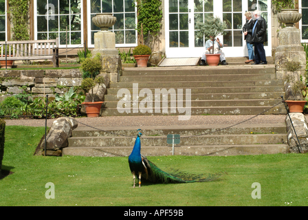 Peacock presso il Castello di Warwick Warwickshire England Regno Unito Foto Stock