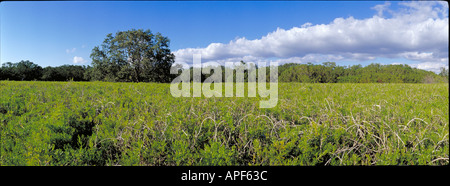 Carnosi lasciava saltwort tollerare fanghi salati creato dagli uragani nel Flamingo area del Parco nazionale delle Everglades, Florida Foto Stock