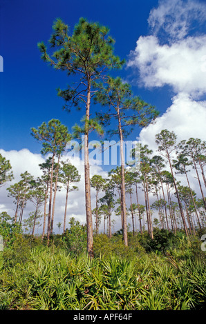 Slash pine torreggianti sopra di terra abbracciando Saw Palmetto forma rimrock ecosistema, Everglades National Park, Florida Foto Stock