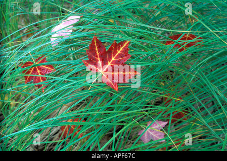 Maple Leaf poggia sulla coperta di rugiada erba in caduta alla grande prato Parco Nazionale di Acadia nel Maine Foto Stock