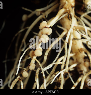 Rhizobium noduli root su ampia o fagiolo di Campo per la fissazione di azoto Foto Stock