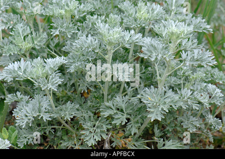 Assenzio, comune Assenzio (Artemisia absinthum), foglie Foto Stock