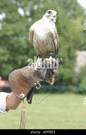 Display di falconeria in Lydiard Park Swindon Wiltshire Foto Stock