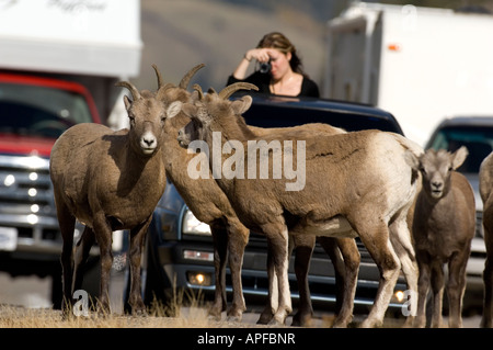 Un branco di pecore bighorn sull'autostrada Foto Stock