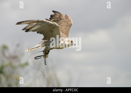 Display di falconeria in Lydiard Park Swindon Wiltshire Foto Stock