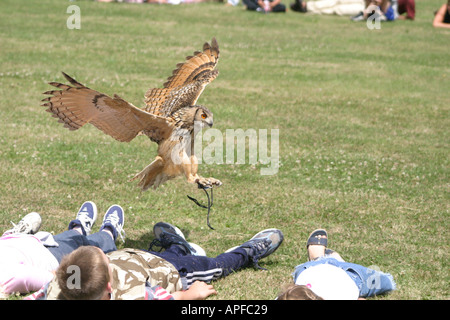 Display di falconeria in Lydiard Park Swindon Wiltshire Foto Stock