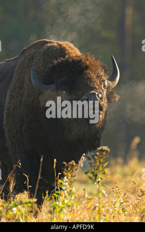 Un maschio di Bison profumazione per una femmina Foto Stock