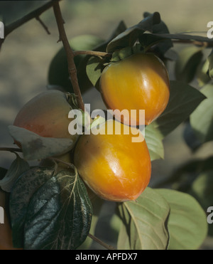 Persimmon Diospyros kaki la maturazione dei frutti dell'albero California USA Foto Stock