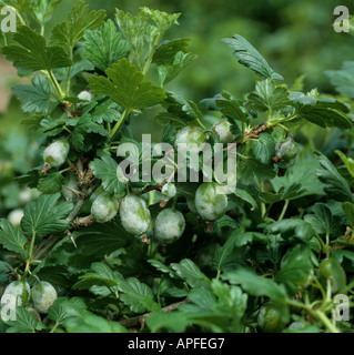 American oidio Podosphaera mors uvae infezione su uva spina Frutti Foto Stock